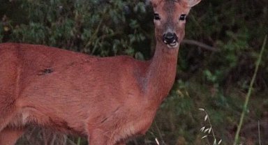 Karaca tarlada otlandı, kurt ise kar altında yiyecek aradı