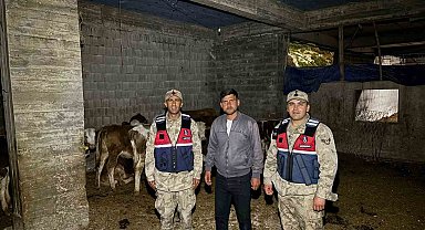 Kilis'te kaybolan 13 büyükbaş hayvan jandarma tarafından bulundu