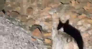 Koruma altında bulunan 'vaşak' Tunceli'de görüntülendi