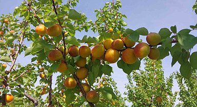 Mersin'de kayısı hasadı başladı, üretici verimden memnun