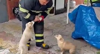 Niğde'de baraj taşkınında mahsur kalan 2 yavru köpek itfaiye ekiplerince kurtarıldı