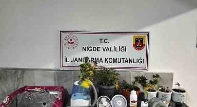 Niğde'de yasadışı kenevir yetiştirenlere operasyon