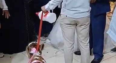 Osmaniye'de damada düğünde altın yerine buzağı verildi
