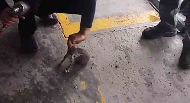 Otomobilin motoruna giren yavru kedi kurtarıldı