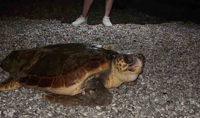 Sahilin davetsiz misafiri dev caretta caretta