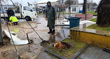 Sakarya'da 25 metrelik kavak ağacı şiddetli rüzgara dayanamadı
