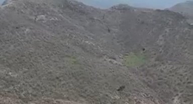 Şırnak'ta kartalın domuz avı kamerada