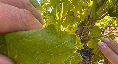 Yağışlı havalar hastalık riskini arttırdı