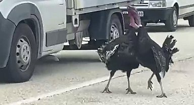Yol ortasındaki hindi kavgası trafiği durdurdu