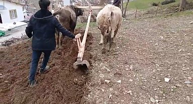 Zamana direnen gelenek: Bahçesaray'da traktörün giremediği dik yamaçlarda karasaban mesaisi