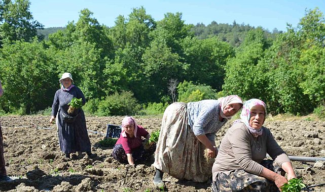 162 yıldır aynı "Ata Tohumu" ile ekiyorlar