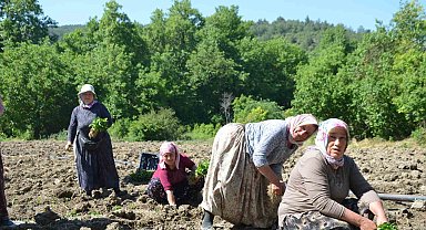 162 yıldır aynı "Ata Tohumu" ile ekiyorlar