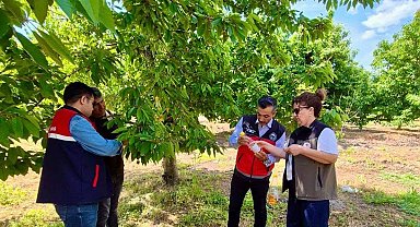 'Sultandağı'nın Organik Kirazı Sirke ile Korunuyor' projesi sürüyor