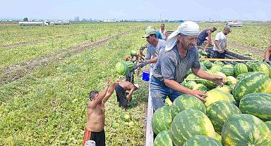 40 derece sıcakta karpuz işçilerinin ekmek mücadelesi
