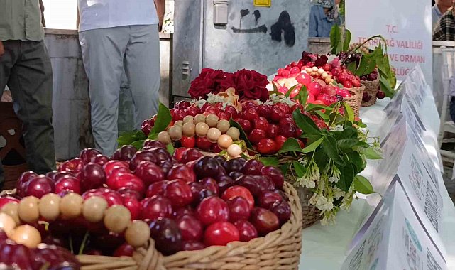 60. Uluslararası Tekirdağ Kiraz Festivali başladı: En güzel kirazlara 60 bin lira ödül