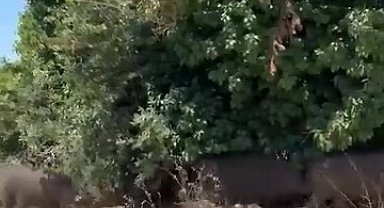 Aç kalan domuz sürüsü şehre indi