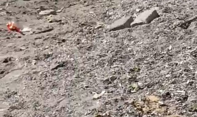 Aç kalan domuzlar sahile indi