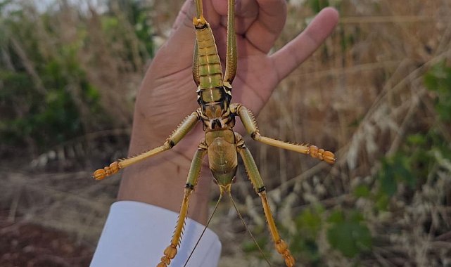 Adıyaman'da dev çekirge görüntülendi