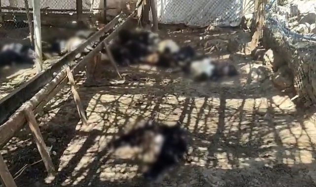Ağıla giren başıboş köpekler 26 keçiyi telef etti