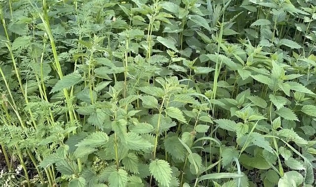 Ağrı'da ısırgan otu hasadı başladı