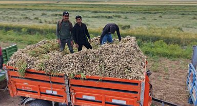 Aksaray'ın ata tohumundan yetiştirilen organik sarımsakların hasadı başladı