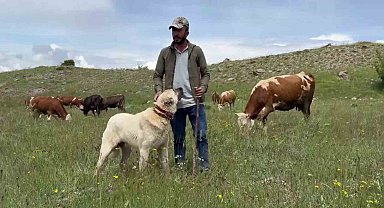 Anadolu aslanları domuz sürüsünü oyuna getirdi