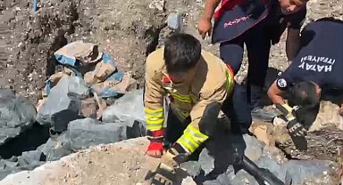 Anne kedi yavruları kurtarılana kadar ekiplerin başında bekledi