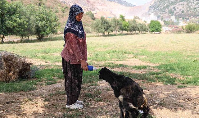 Annesinin reddettiği oğlak, anne sevgisini Hayriye teyzenin yanında buldu