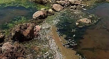 Araban Karasu Çayı'nda tedirgin eden toplu balık ölümleri