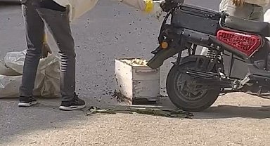 Arılar motosiklette oğul verdi