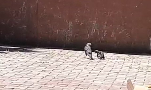 Arnavutköy'de okulun havalandırma boşluğuna düşen karga yavrusu kurtarıldı