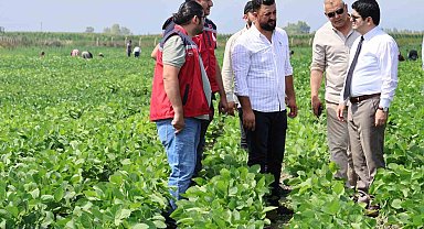 Arsuz'da soya ekimi yapıldı