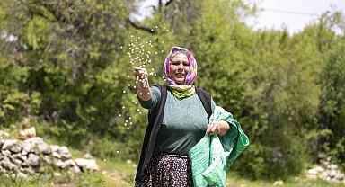 Atalık tohumlar toprakla buluştu, üreticiye can suyu oldu