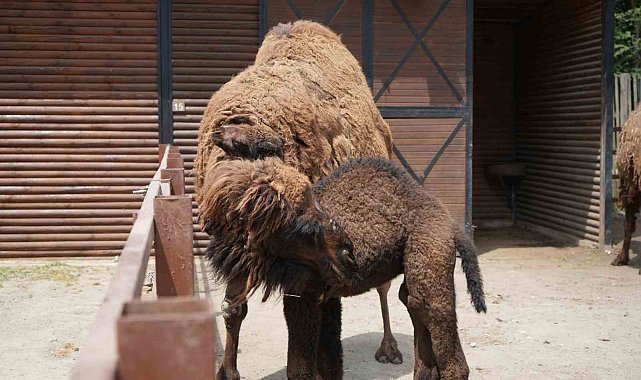 Avrupa'nın en büyük doğal yaşam parkında yavru deve heyecanı