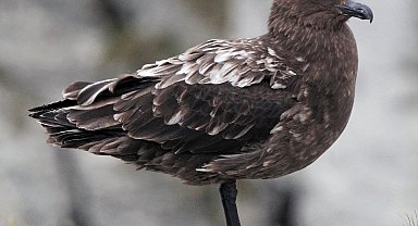 Avustralya ana karasında ilk H5N1 kuş gribi vakası şüphesi