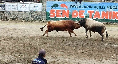 Ayder'de boğa güreşleri heyecanı yaşandı