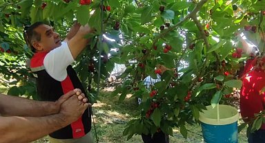 Aydın'da kiraz hasadı sürüyor