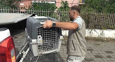 Aydın'da oklu kirpi operasyonu