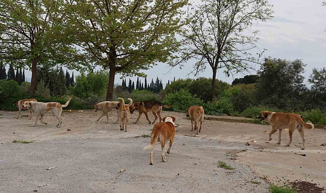 Aydın'da sahipsiz sokak hayvanları için çalışmalar sürüyor
