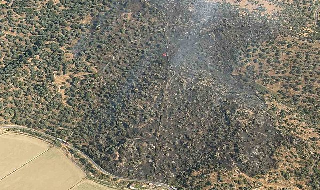 Aydın'da zeytinlikteki yangın söndürüldü