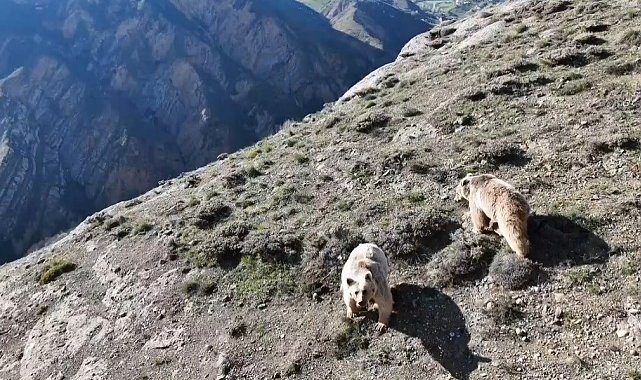 Ayılar gitmeyince beddua etti, gülümsetti