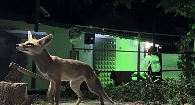 Bahçesine giren tilkiyi elleriyle besledi