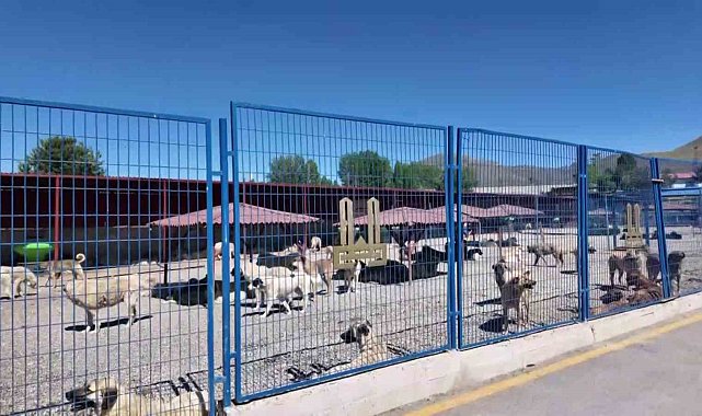 Bakan Mustafa Çiftçi'nin Erzurum'daki sokak köpeği başarısı Türkiye'ye örnek oluyor
