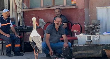 Balıkçı Ahmet ile leyleğin 10 yıllık kahvehane randevusu