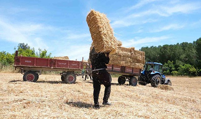 Balıkesir Üniversitesi 600 dekar alanda hasata başladı
