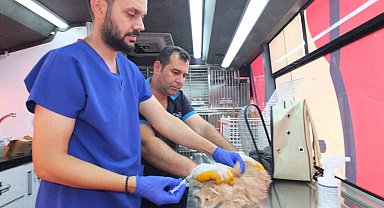 Balıkesir'de Can Dost 18 bin sokak hayvanına sağlık hizmeti verdi