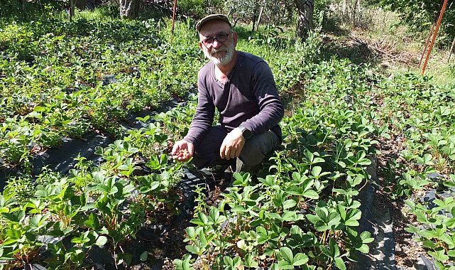 Balıkesir'de emekli muhasebeci başarılı üretici oldu