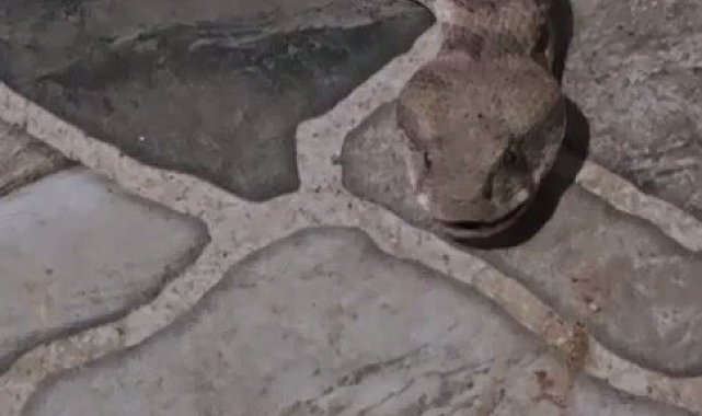 Balkona çay içmeye çıktı, karşısında dev yılanı görünce donakaldı