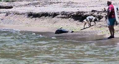 Bartın'da İHA'dan sonra ölü yunus balığı sahile vurdu