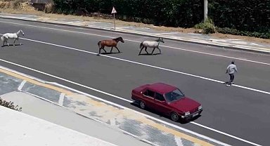 Başıboş atlar yürekleri ağza getirdi